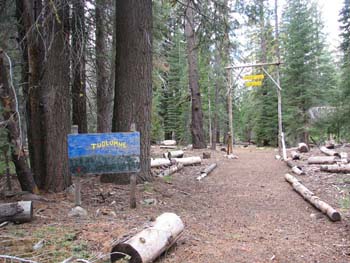 Tuolumne Campsite